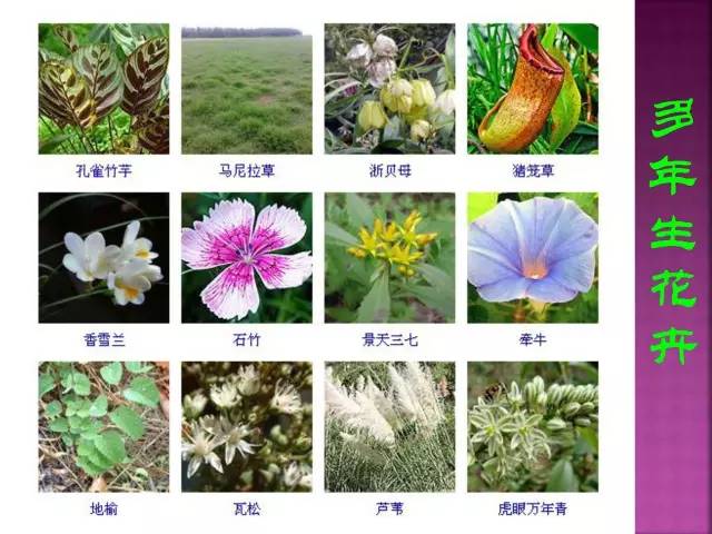 花卉大全500种观叶植物名称,1332种常见花卉植物图谱