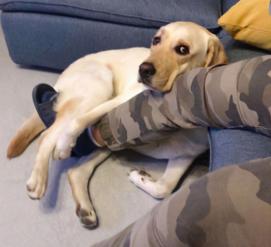 拉布拉多好养吗适合新手吗,拉布拉多从长大开始养可以养熟吗