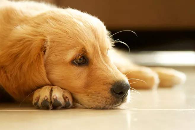 新手铲屎官必备清单,铲屎官新手入门必备