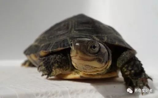 什么品种的龟不怕人,龟一直怕我怎么办