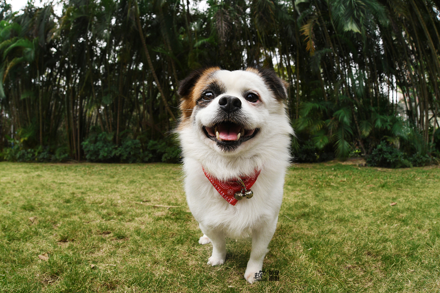 怎么训练狗狗笑一个样子,怎么才能教会狗狗微笑