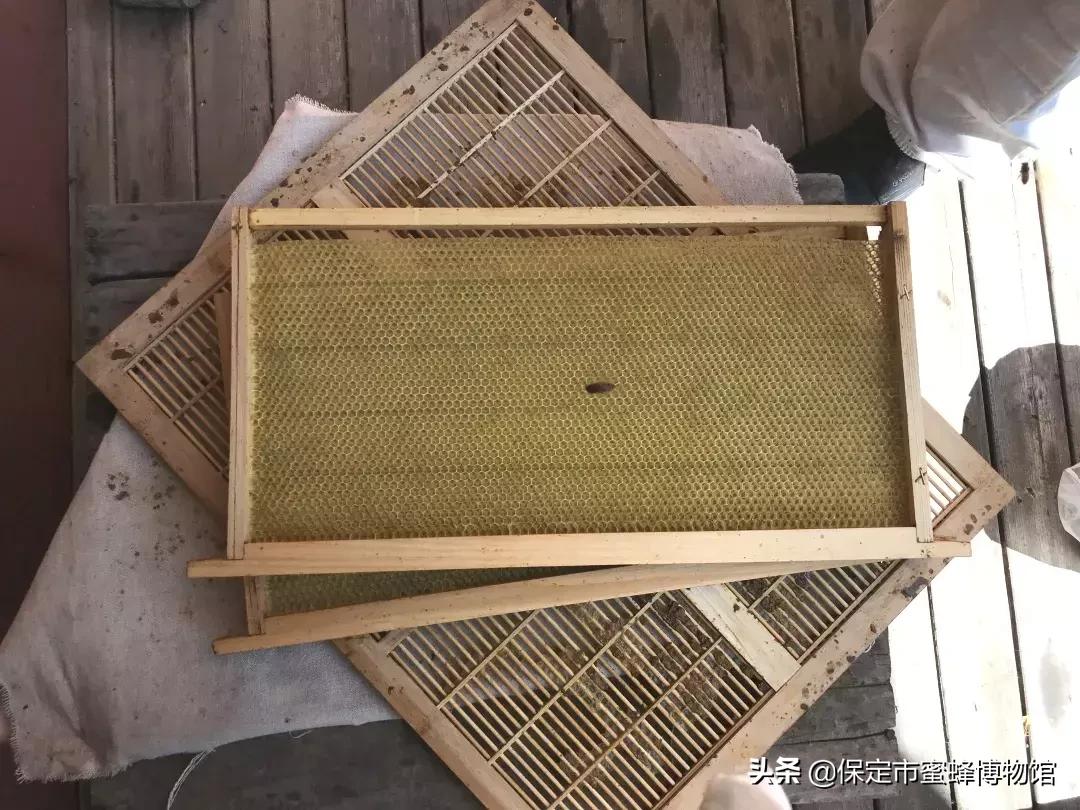 参观蜜蜂博物馆怎么样,在蜜蜂博物馆一天的感受