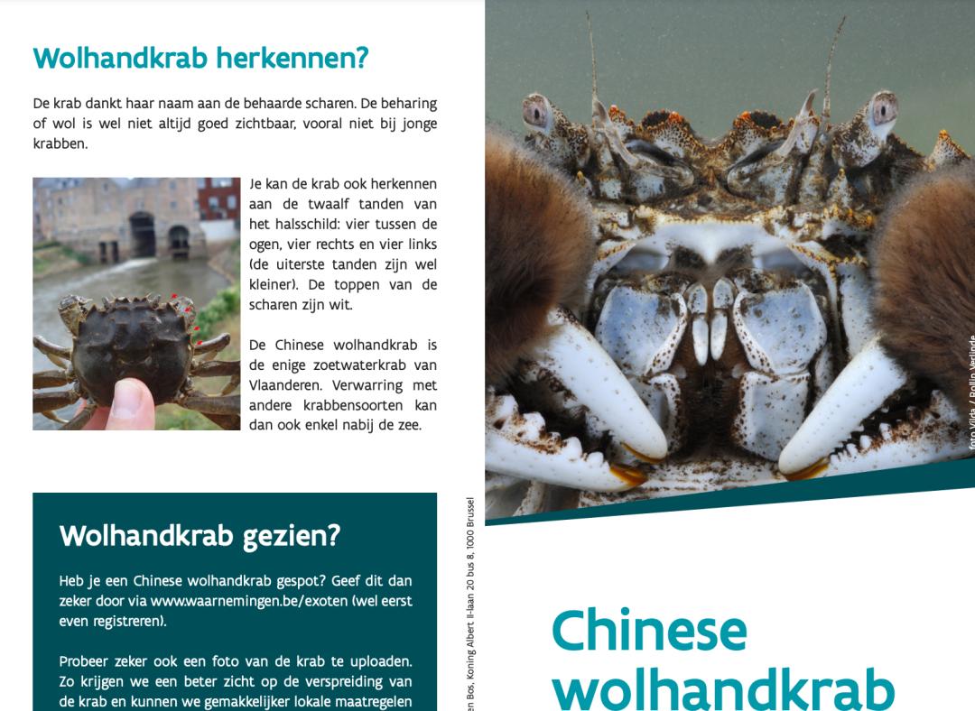 比利时大闸蟹泛滥怎么回事,来聊聊野生海鲜