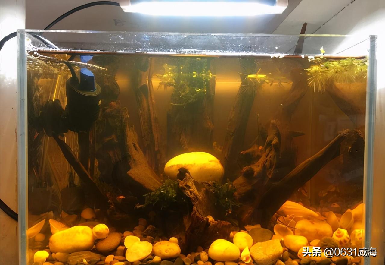 孔雀鱼一关灯就跳缸,母孔雀鱼一到晚上跳缸