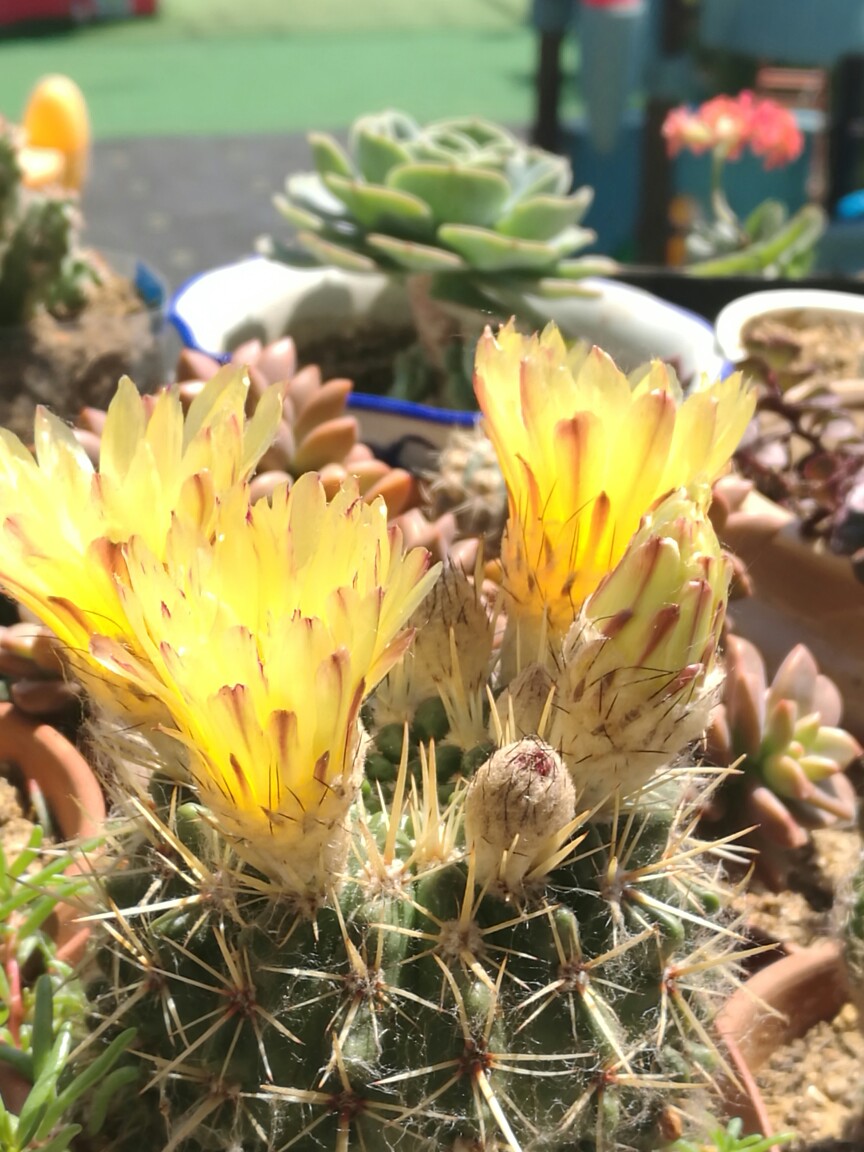 “常年丑貌君不问，一日花红万户惊”——仙人掌的产地及精品赏析