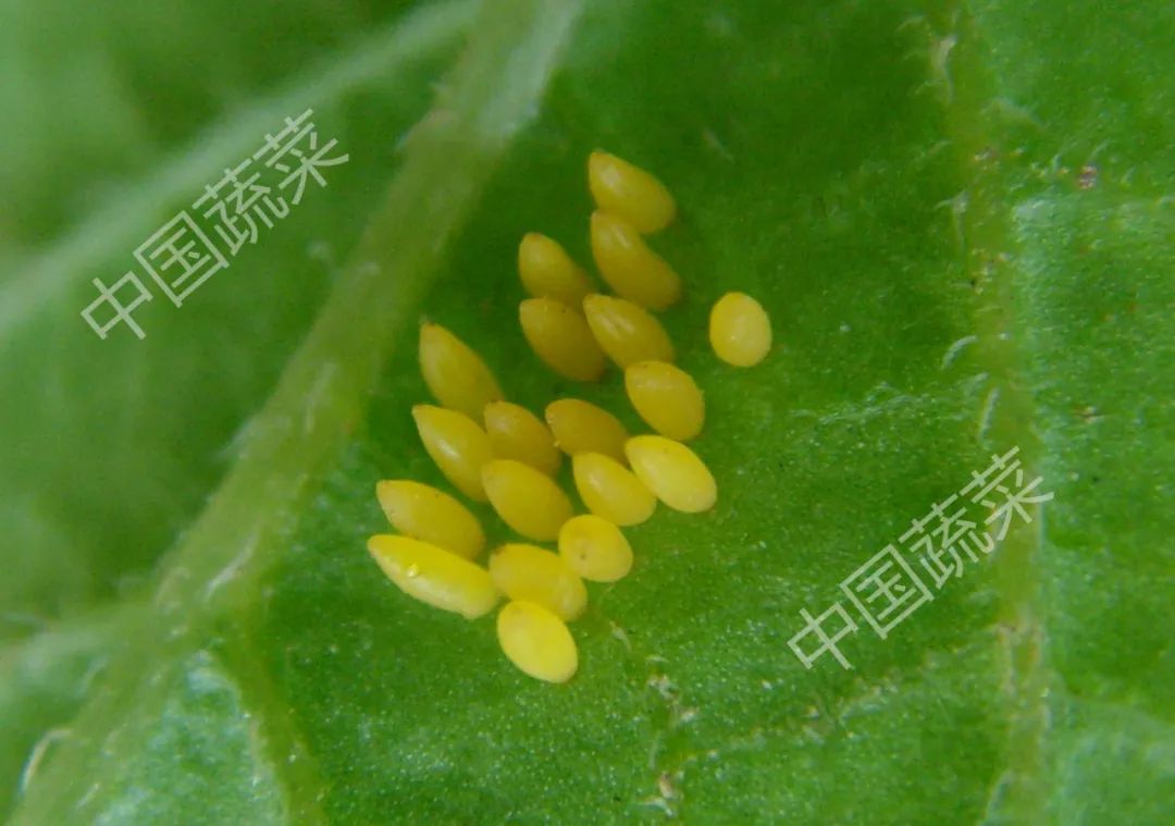 马铃薯瓢虫特点,马铃薯瓢虫吃土豆吗