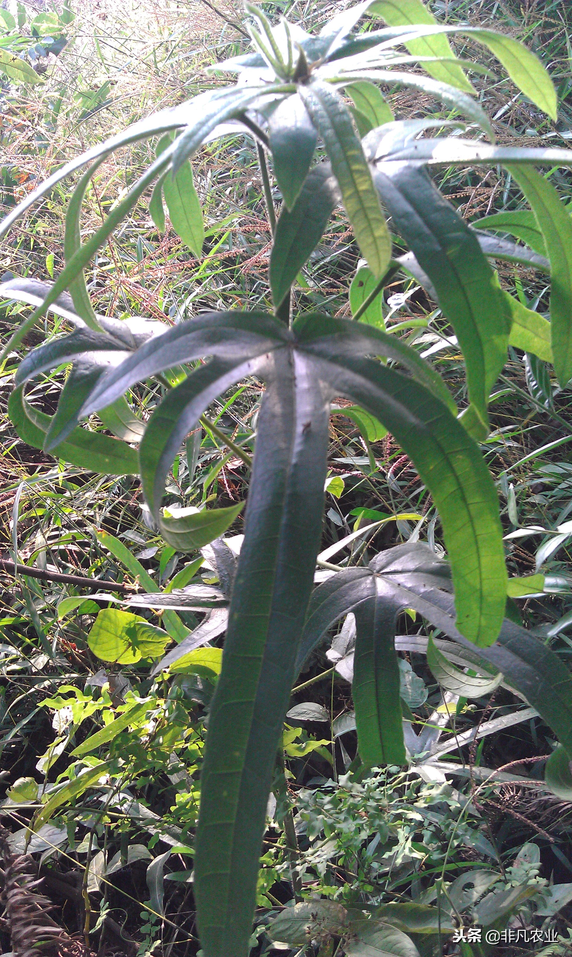 见过这作物吗?想桃又不是桃,市场50元一斤,只因种家少需求大!