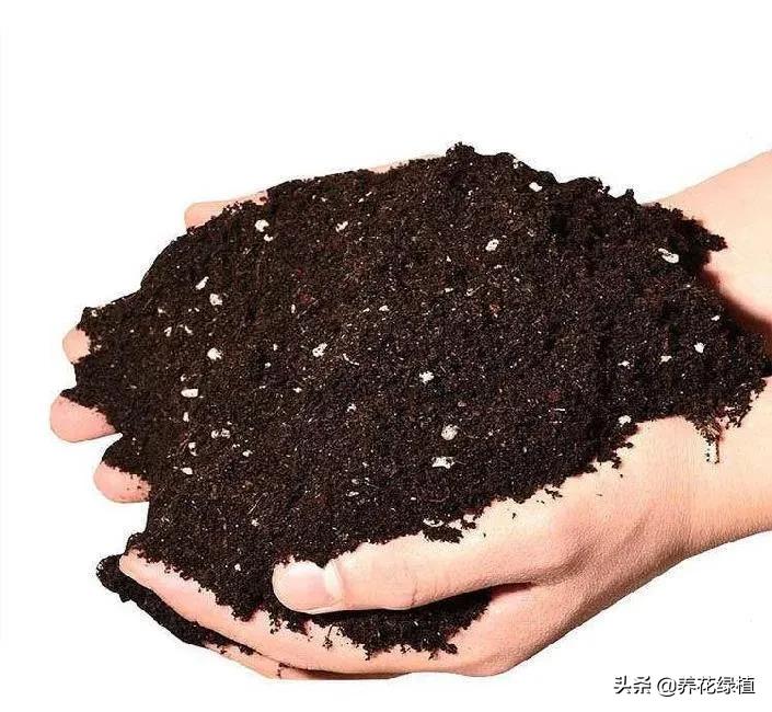 多肉植物在春天的迷人姿态,多肉植物春天31度能露养吗