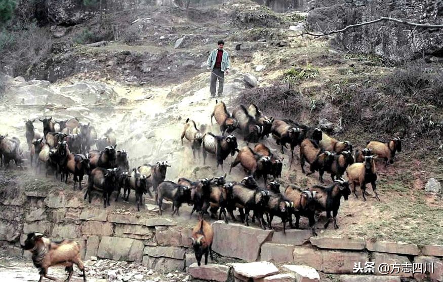 四川改革开放的案例,四川的改革开放成绩