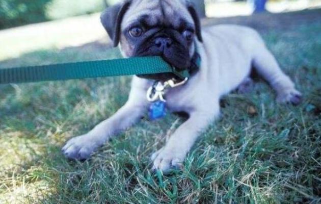 巴哥犬气味大怎么处理,巴哥犬特别臭怎么办