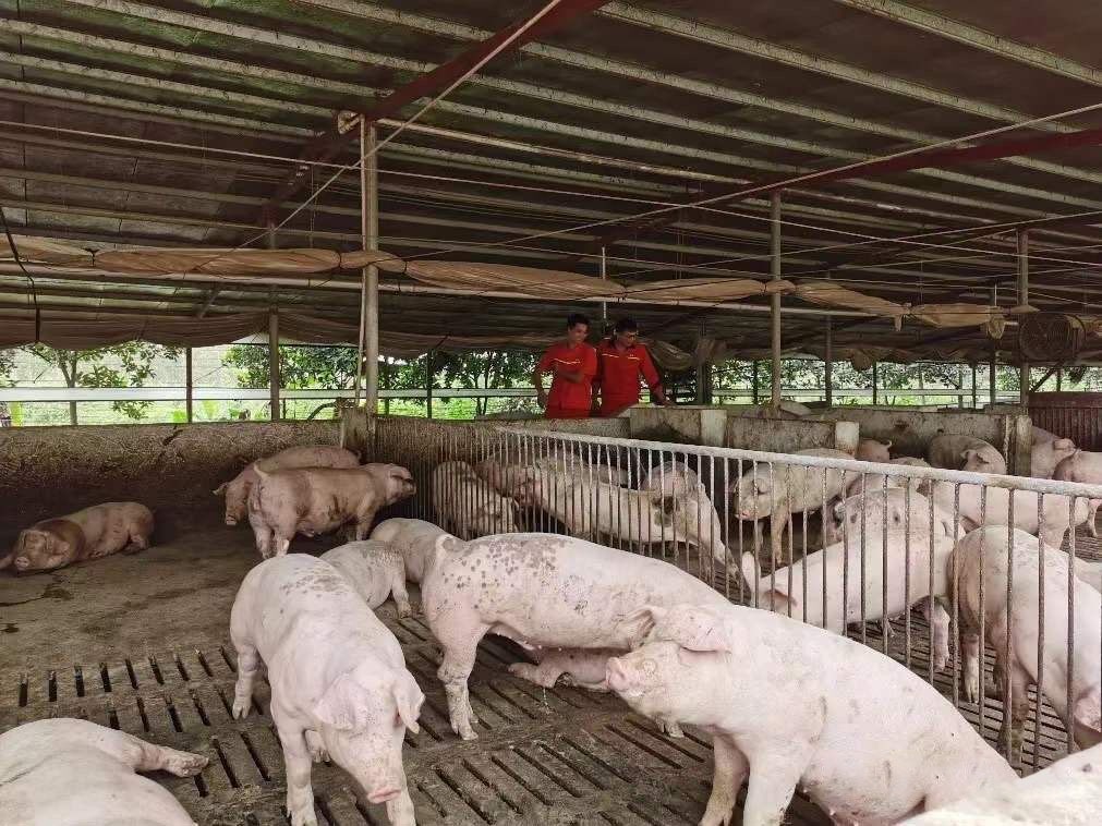 合同猪还有养的前途吗,养合同猪的十大建议