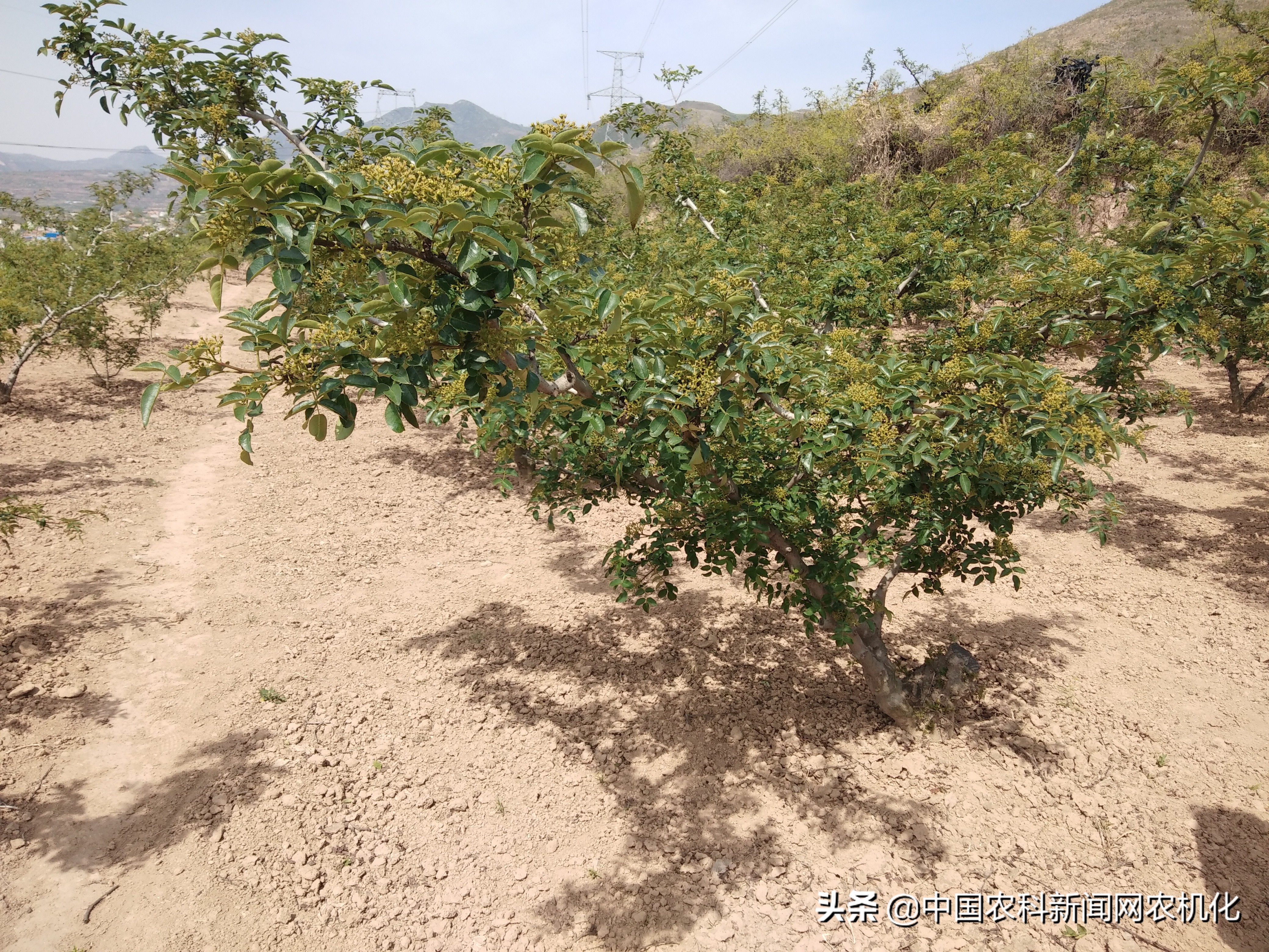 花椒大量落果怎么办,花椒树落果是怎么回事