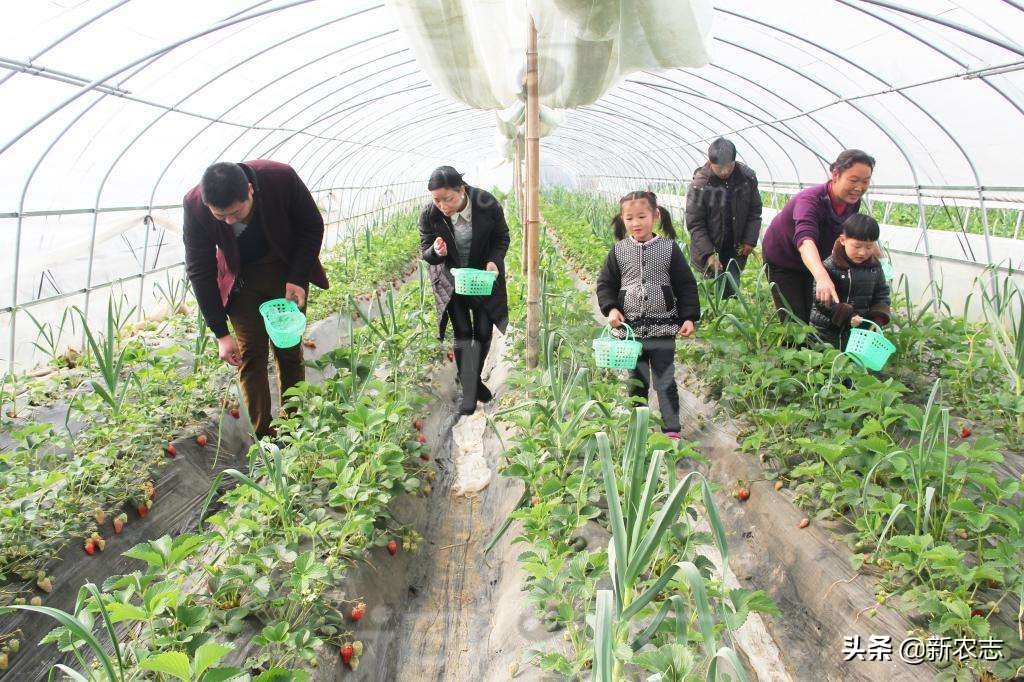 今年农村怎么样才能致富,现在在农村做什么能致富