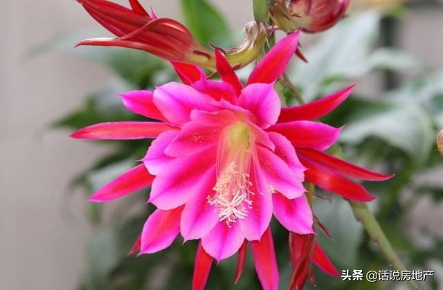 养好花六大关键十年养花经验总结,各种花卉养花技巧知识大全合集