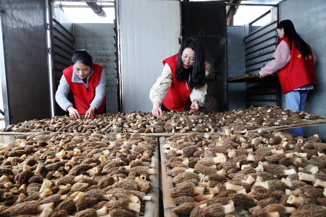 农村种植20万亩地一年能赚多少钱,搞农业种植什么可以赚钱