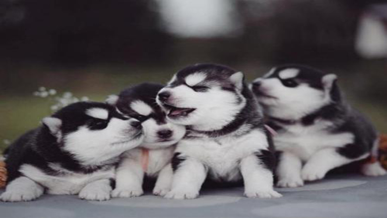 挑选哈士奇性格,挑选哈士奇幼犬技巧