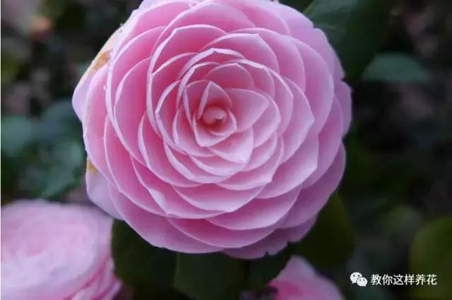 这5种花不仅好看好闻还能食用,北方易养的四季开花的木本花