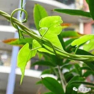 甘麦大枣汤治疗疑难杂症,甘麦大枣汤脏躁心神失养