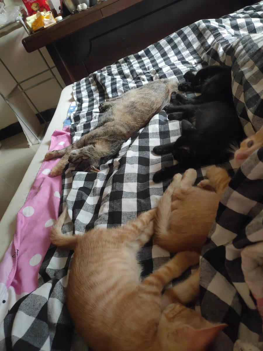 铲屎官推荐猫笼,铲屎官必备的猫粮推荐