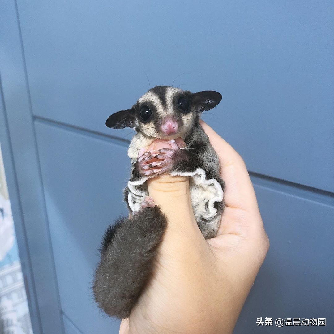 为什么蜜袋鼯一到晚上就怕人,蜜袋鼯刚到家贼凶