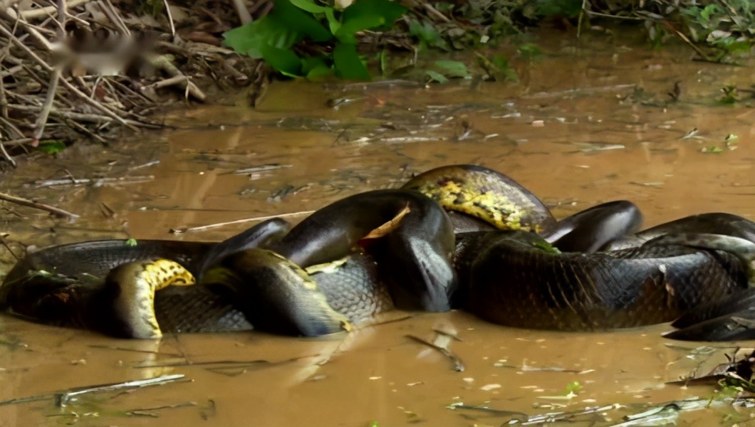 森蚺简单粗暴的交配方式，雌蛇后宫男宠众多，交配完后会吃掉雄性