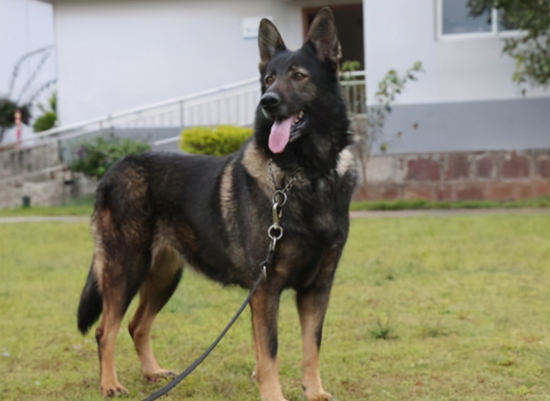 昆明犬怎么养才最好,昆明犬与马犬哪个比较优秀