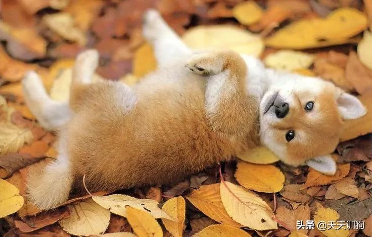 狗子一直咔咔咳和打喷嚏,换季期的狗子一直咳