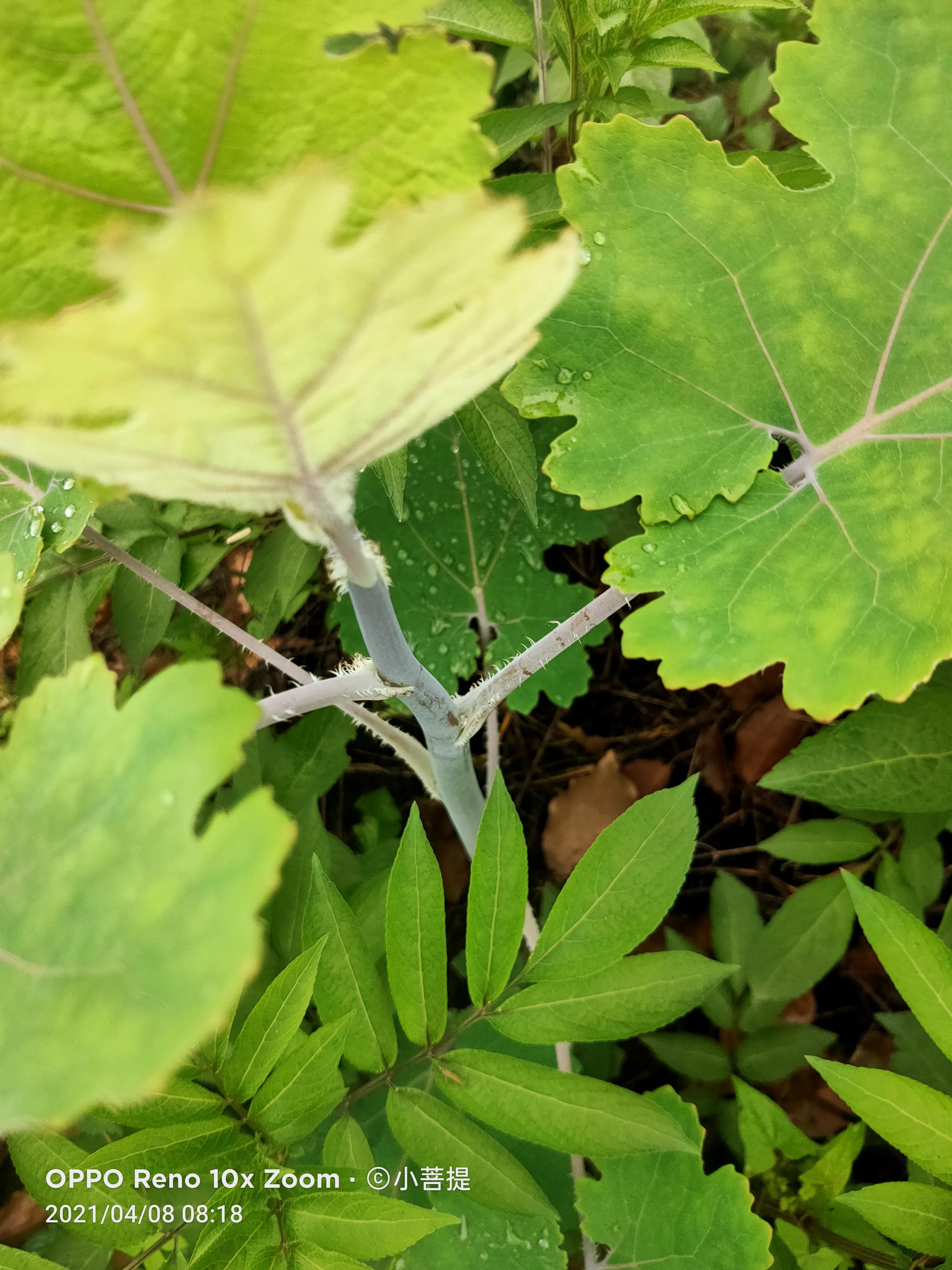 这种在草本里显得特别高大美丽的植物是罂栗的亲戚