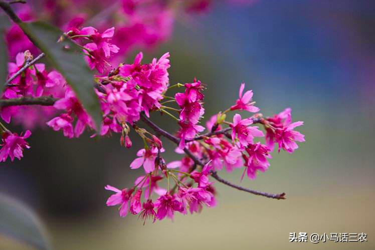 春打六九头说的是立春吗,春打六九头是指立春吗