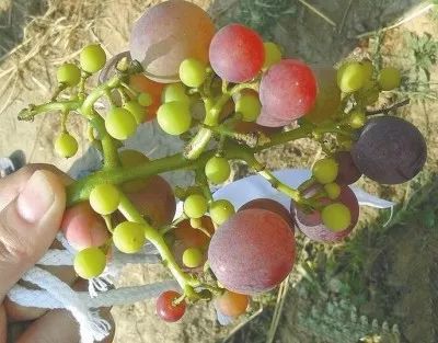 葡萄大小粒管理方法,葡萄出现大小粒打什么药