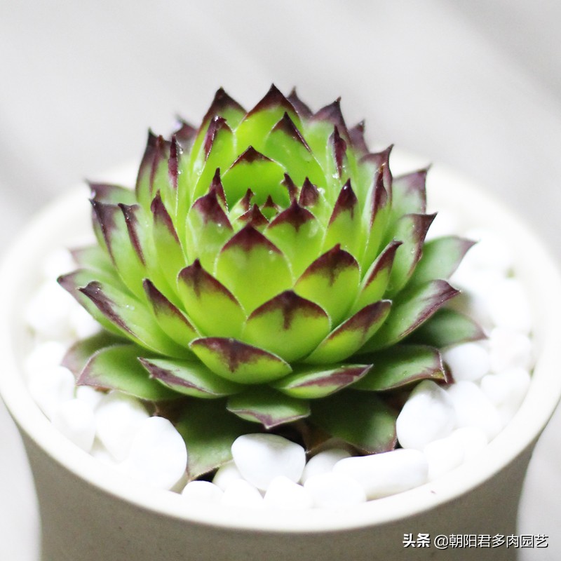 观音莲怎么养才肥,观音莲施肥用什么肥料好