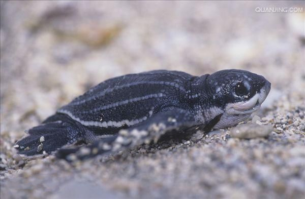 有趣的海龟是怎么样的,海龟特点与有趣之处