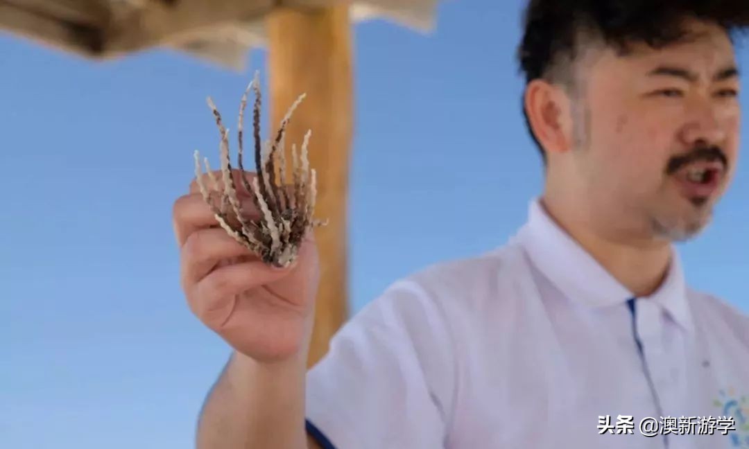 澳洲游学满载而归,澳洲亲子游学日程安排