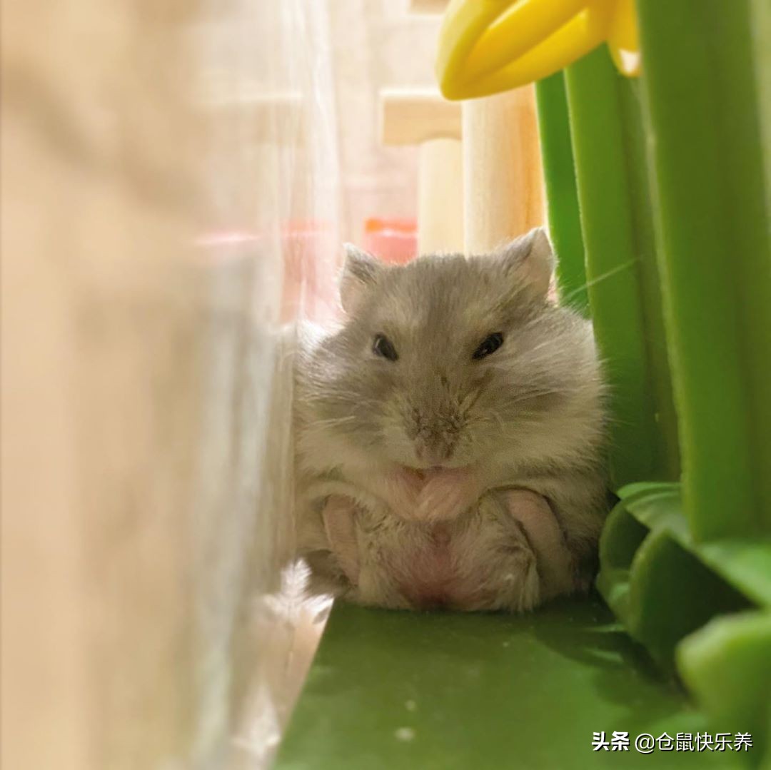 仓鼠缺衣少食谁的错?冬天快到了,请别让你家鼠鼠过得这么寒碜