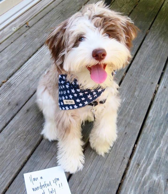 鐩樼偣鍚勪釜鐗瑰埆鐨勬潅浜や覆涓茬嫍,鍝簺瀹犵墿鐘覆涓茶捣鏉ユ洿濂界湅