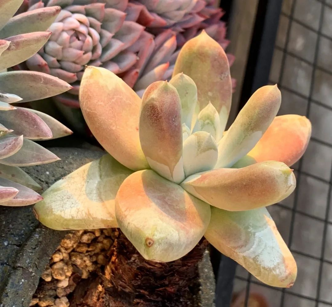 禁足的日子收获颇多,禁足