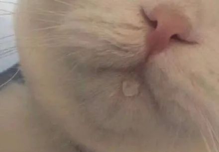 恐怖螃蟹,恐怖螃蟹视频