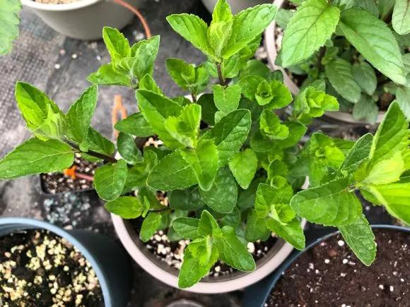 薄荷在家中养哪个品种比较好,薄荷什么品种适合养在家里