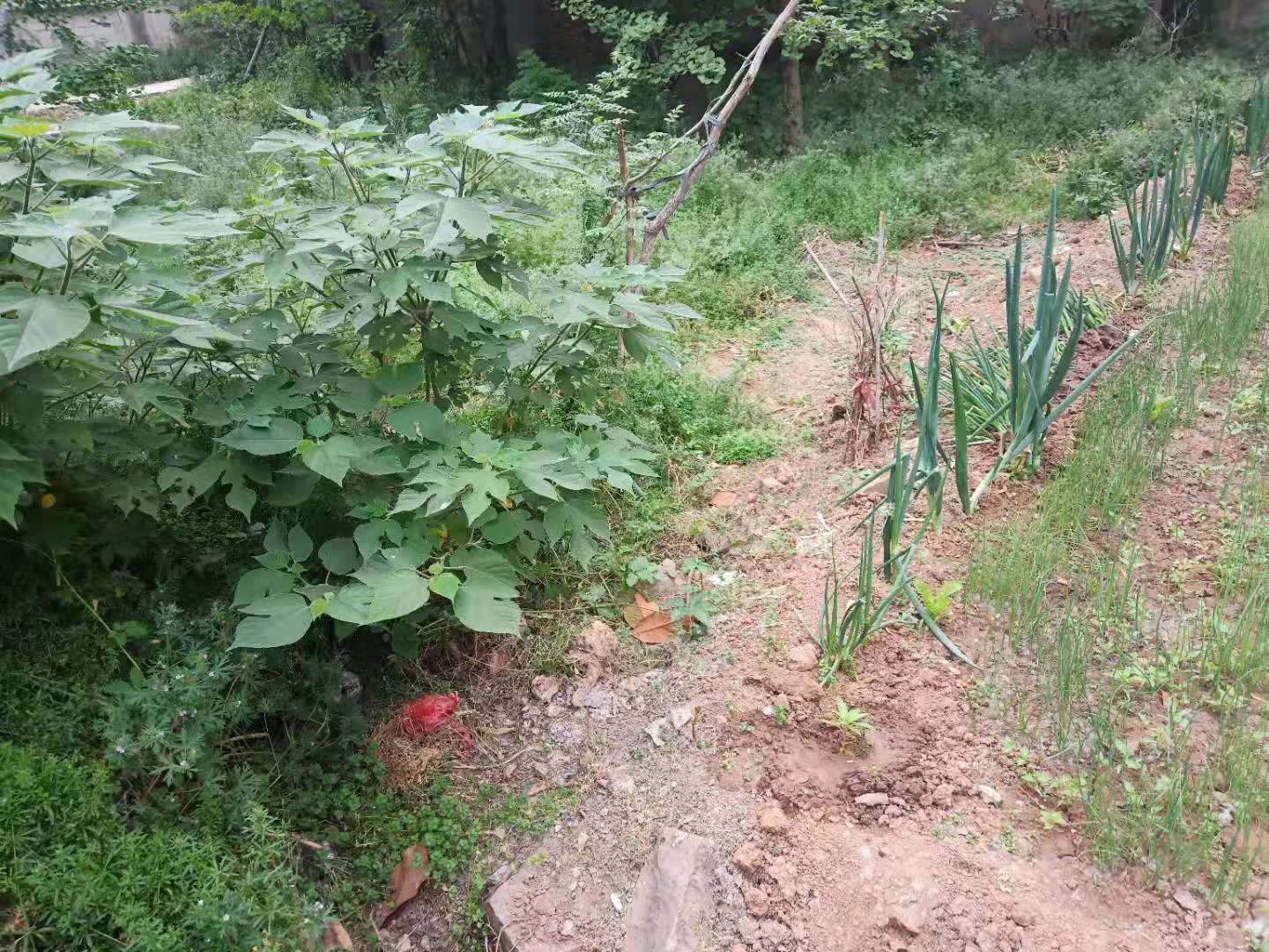 构树如何彻底去除不伤土,农村构树怎么消灭