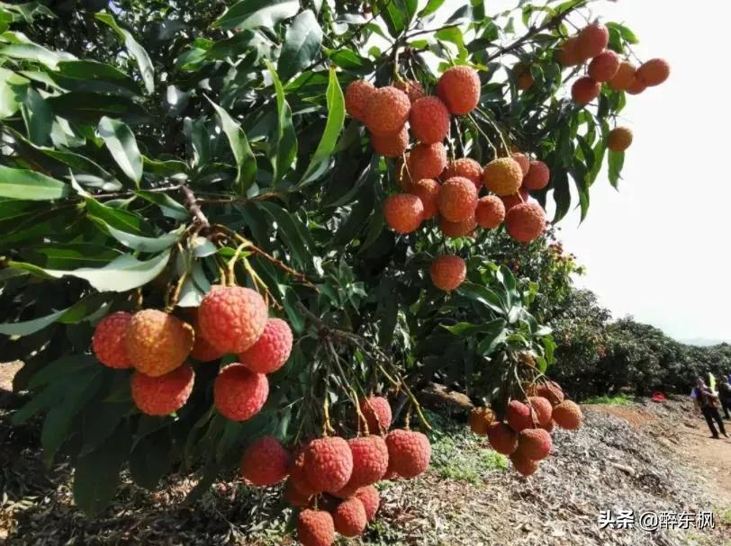 杜牧有诗为证，杨贵妃爱吃荔枝，成就了一荔枝品牌“妃子笑”