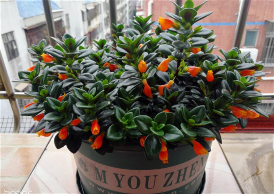 金鱼吊兰开花像小金鱼一样好看,金鱼吊兰夏季的养护方法