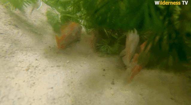 小哥哥徒手建房子,小伙为流浪狗打造温馨的城堡