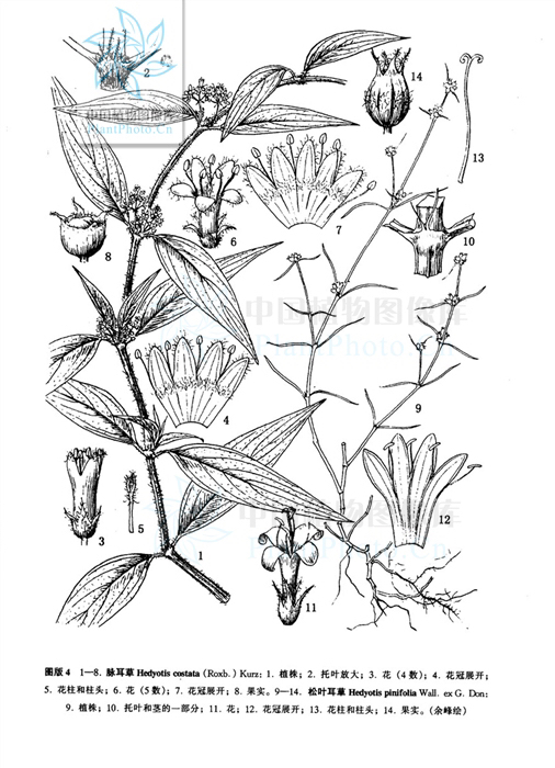 鹩哥如何剪舌,中药鹦哥嘴