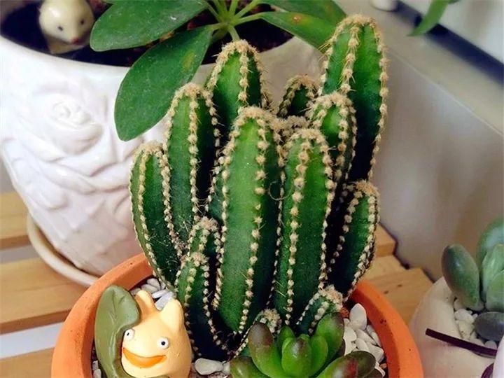 100种常见多肉的养法图片大全,60种好度夏的多肉植物