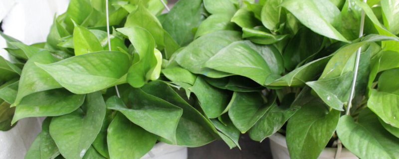 绿萝的养殖方法水培可以放牛奶吗,绿萝的养殖方法文案