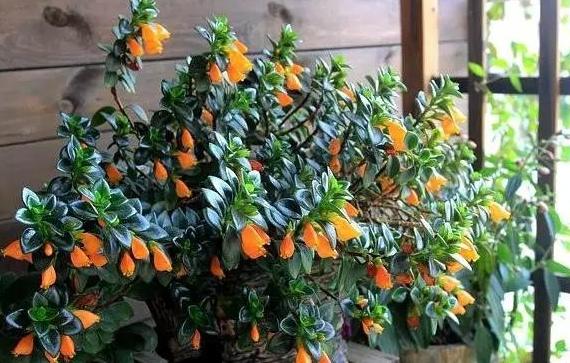 土培金鱼吊兰改水培要去根吗,金鱼吊兰如何养成粗壮的枝干