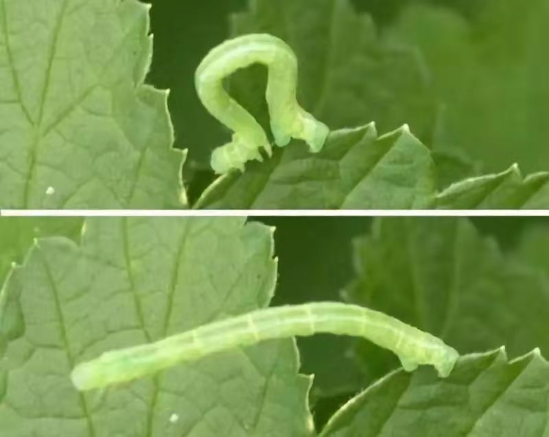 杀菌剂杀虫剂最佳组合,5种农药混配