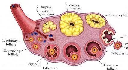 怎么才能知道什么时候排卵,怎么样才知道自己什么时候排卵