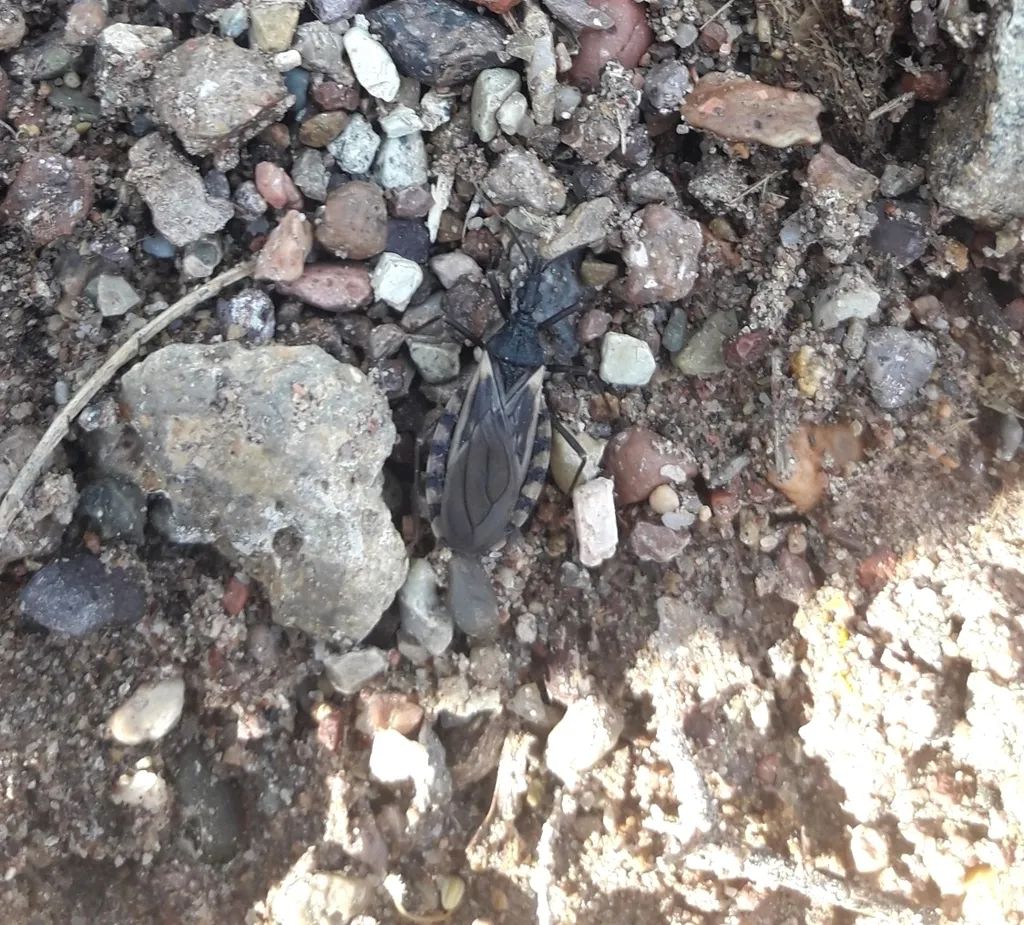 这种小虫有多危险?达尔文也被它咬过,得了终生未治的疾病