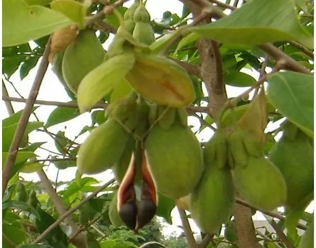 沉香课堂丨午阳带大家认识沉香树